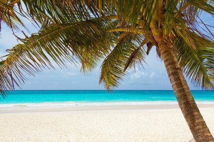 Paradise Palm tree