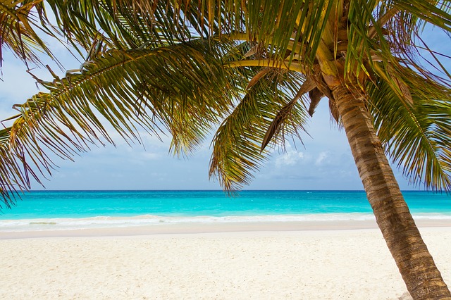 Paradise Palm tree