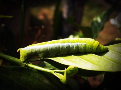 Winter Washes (Insect Attacks)