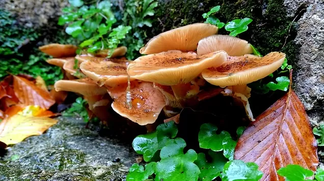Armillaria: The killer of Trees and Plants