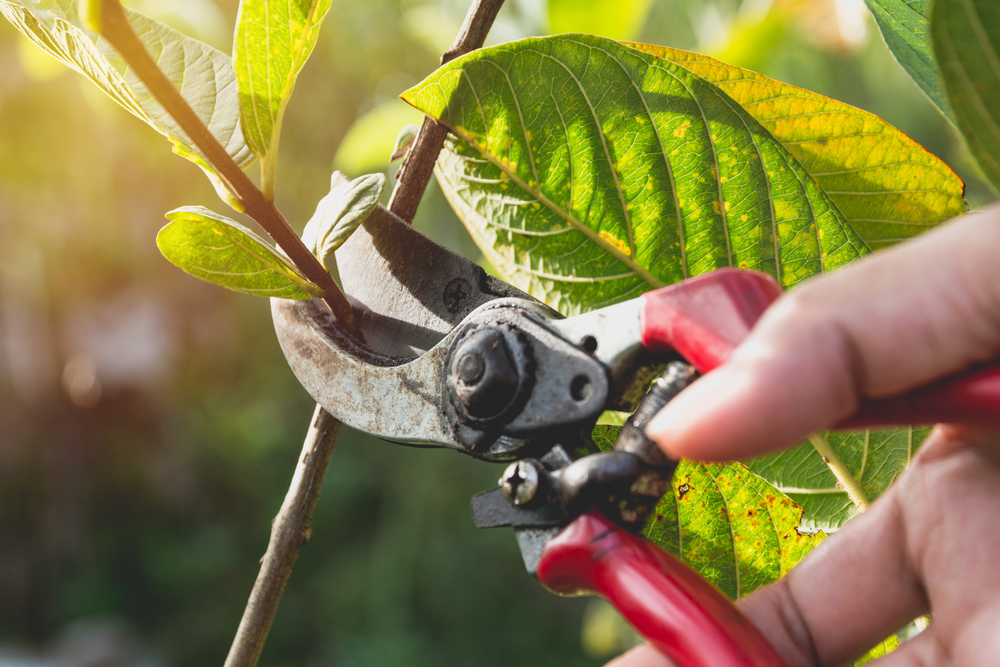 Tree and Shrub Pruning