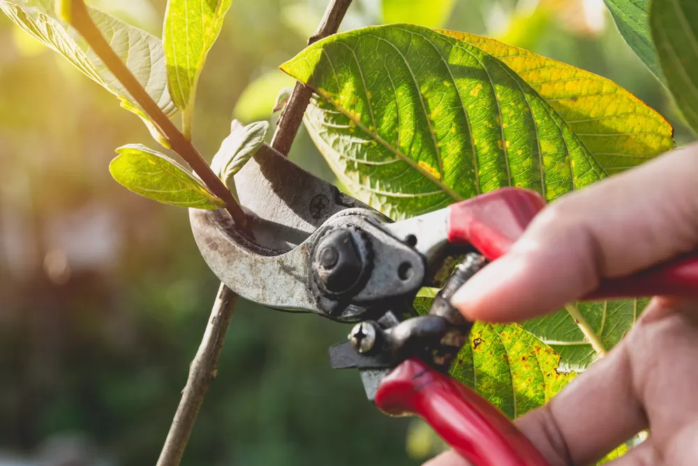 Tree & Shrub Pruning