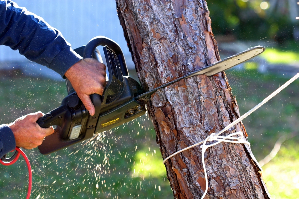 Expert Tree Removal Services