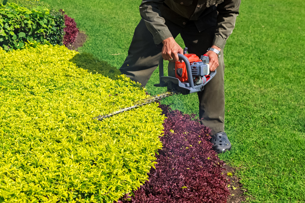 Shrub Shaping and Pruning