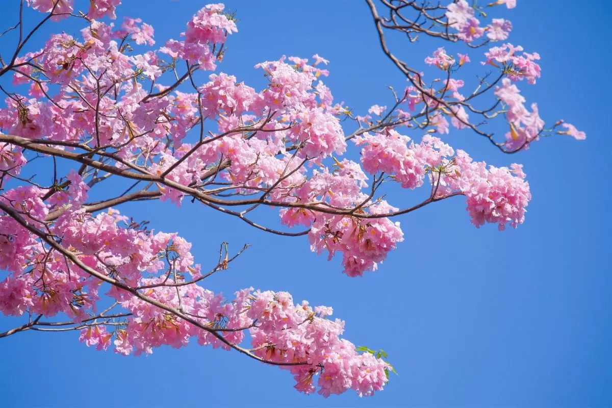 Benefits of Tree Pruning