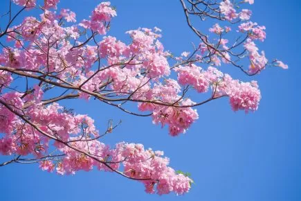 Benefits of Tree Pruning