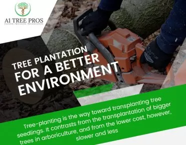Tree Planting for a Better Environment