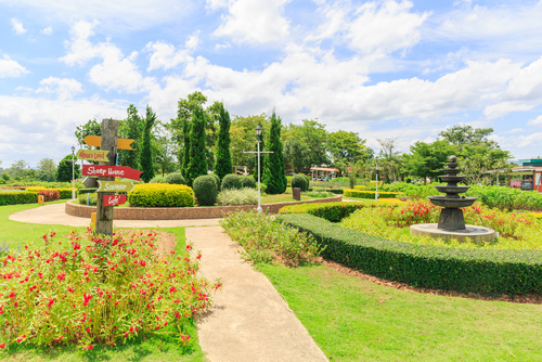 landscaping trees