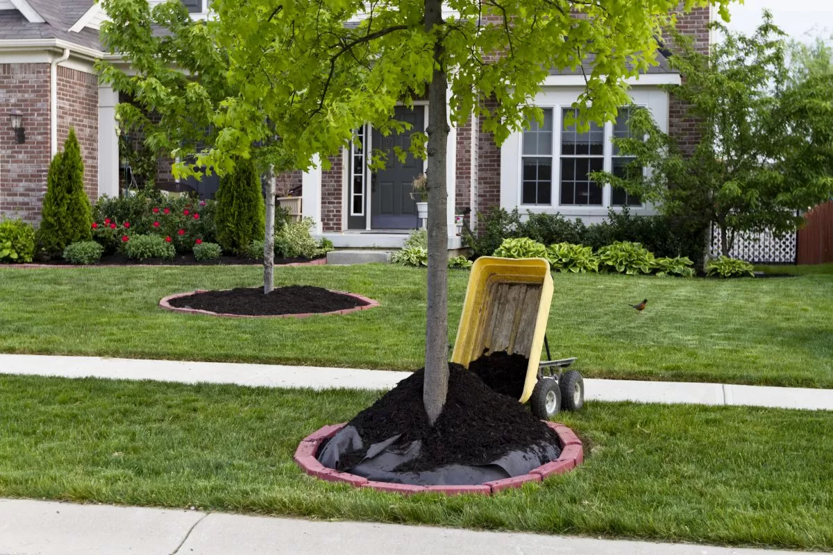 4 Reasons to Mulch Around Your Trees