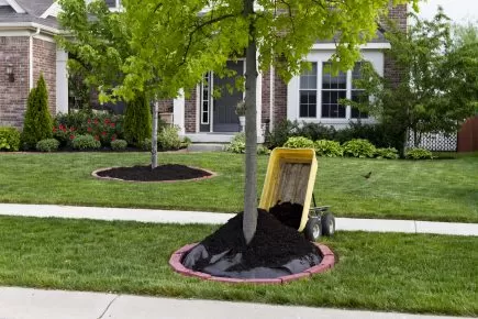 4 Reasons to Mulch Around Your Trees