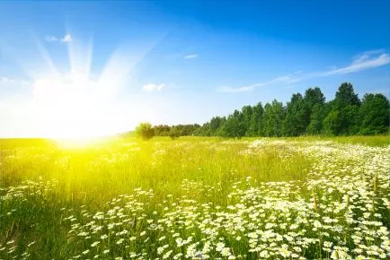 Summer Tree Tips 101