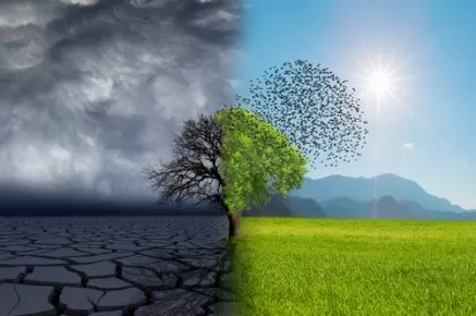 3 Signs Your Tree is in Trouble