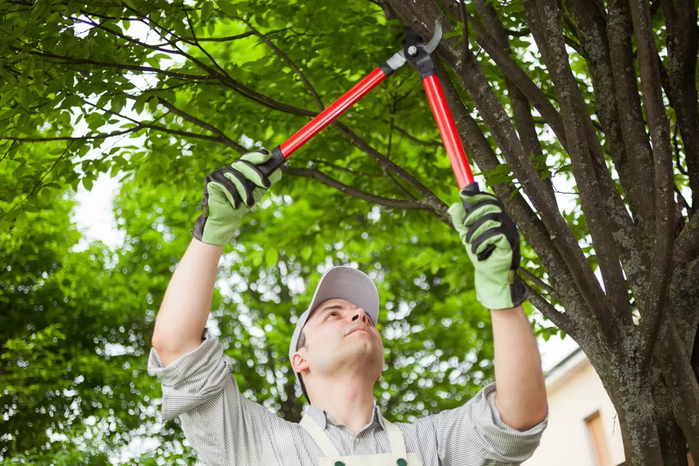 Tree Pruning