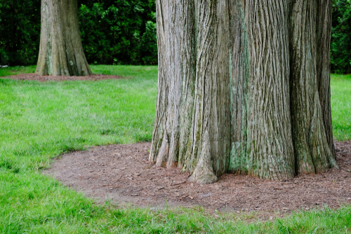 A Guide to Removing Grass Around Trees
