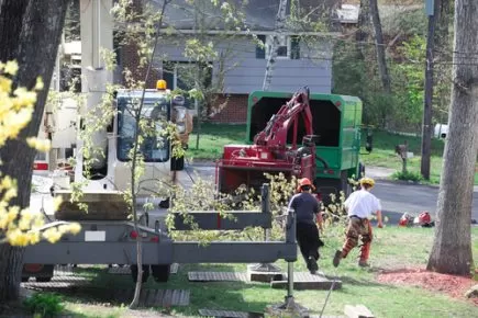 Local Tree Trimming Services Mistakes and Blunders