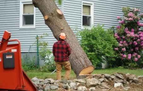 4 Reasons For Tree Removal Services From Your Garden