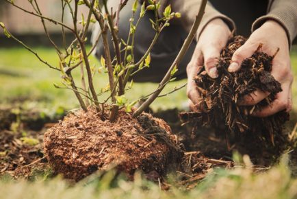 Mulching Basics
