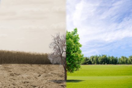 When Is It Time To Remove a Tree?