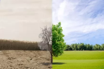 When Is It Time To Remove a Tree?