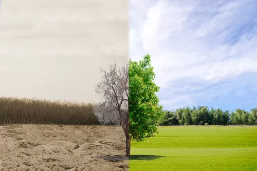 When Is It Time To Remove a Tree?