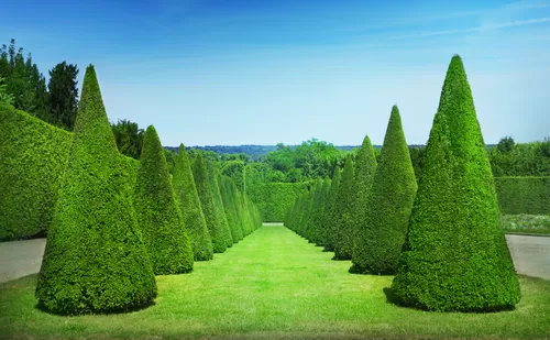 Shrub Shaping Essentials