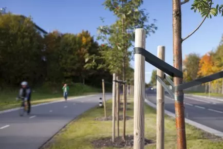 Staking: A Tree Service Company Knows Best