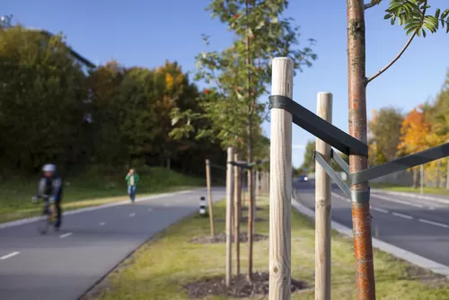 Staking: A Tree Service Company Knows Best