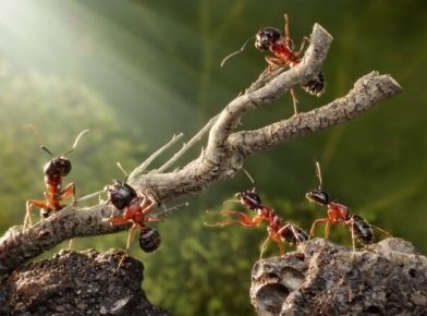 Keeping Insects Out of Your Trees