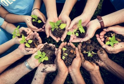 Planting a Tree in the Same Spot?