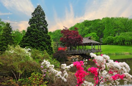 4 Beautiful Plants for your Summer Garden