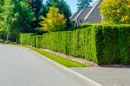 Tips for Creating Privacy with Landscape