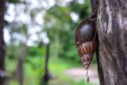 The Tree Carcass Of The World