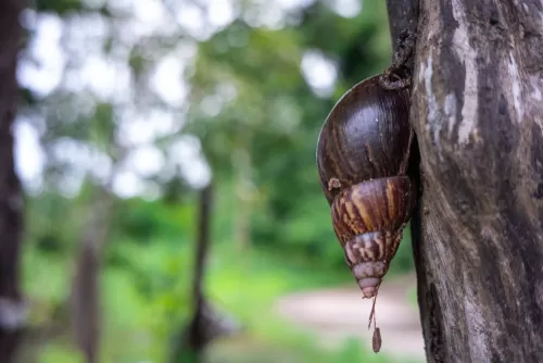 The Tree Carcass Of The World