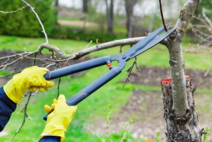Tree Pruning an Art or Necessity