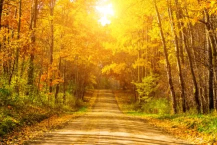 Why Tree Planting in the Fall is Awesome