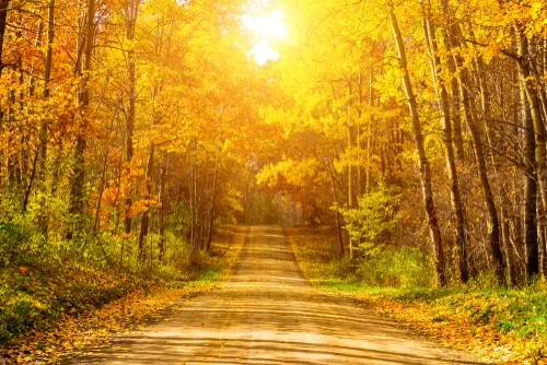 Why Tree Planting in the Fall is Awesome