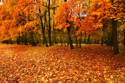 6 Steps for Healthy Trees Through Fall