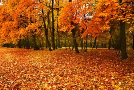 6 Steps for Healthy Trees Through Fall