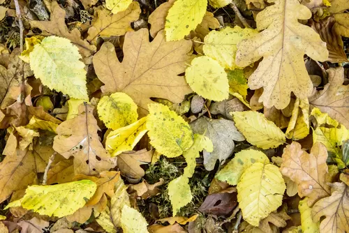 Quick Guide to Edging a Curved Border