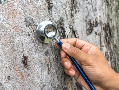 Tree Health and Mulch