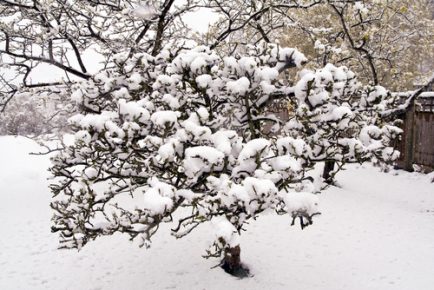 4 Reasons Winter Is A Great Time For Tree Pruning