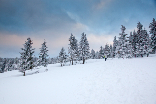 4 Challenges Trees Will Face In Winter