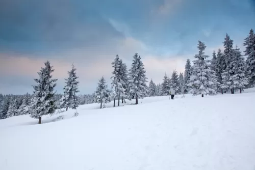 4 Challenges Trees Will Face In Winter