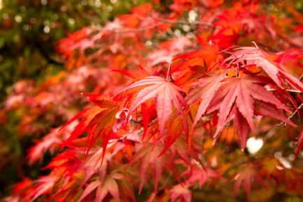 Fall Tree Care: 5 Landscape Tips