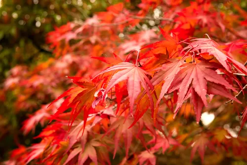 Fall Tree Care: 5 Landscape Tips