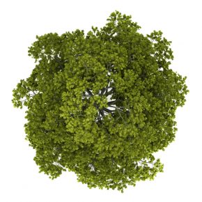 All You Need to Know About Tree Topping
