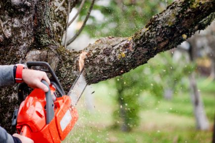 The Ins And Outs Of Tree Cutting