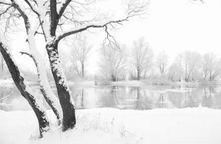 Should You Water Your Trees In Winter?