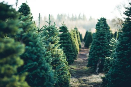 How To Replant Your Christmas Tree