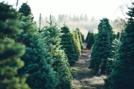 How To Replant Your Christmas Tree